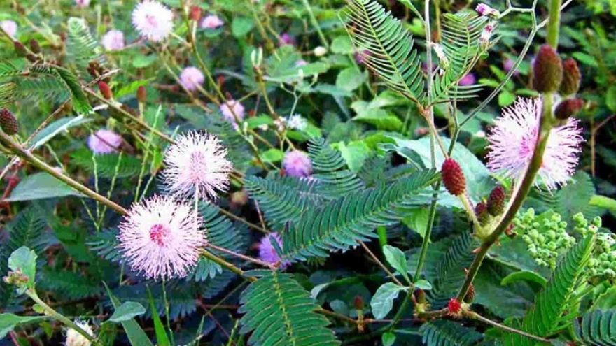 Dược liệu mọc hoang nhưng là vị thuốc quen thuộc